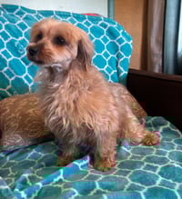 Toffee Mar 26 - Photo 8