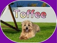 Toffee Mar 26 - Photo 9
