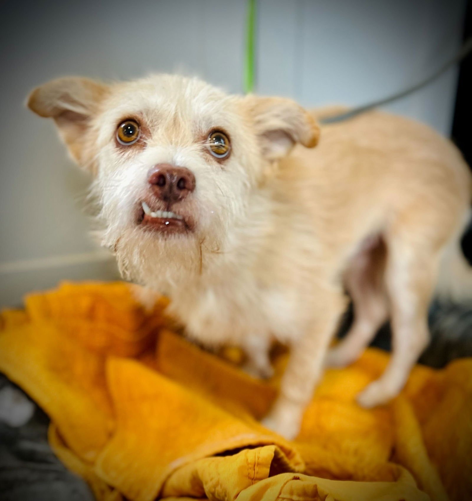 Underdog Aug 25 - Photo 5