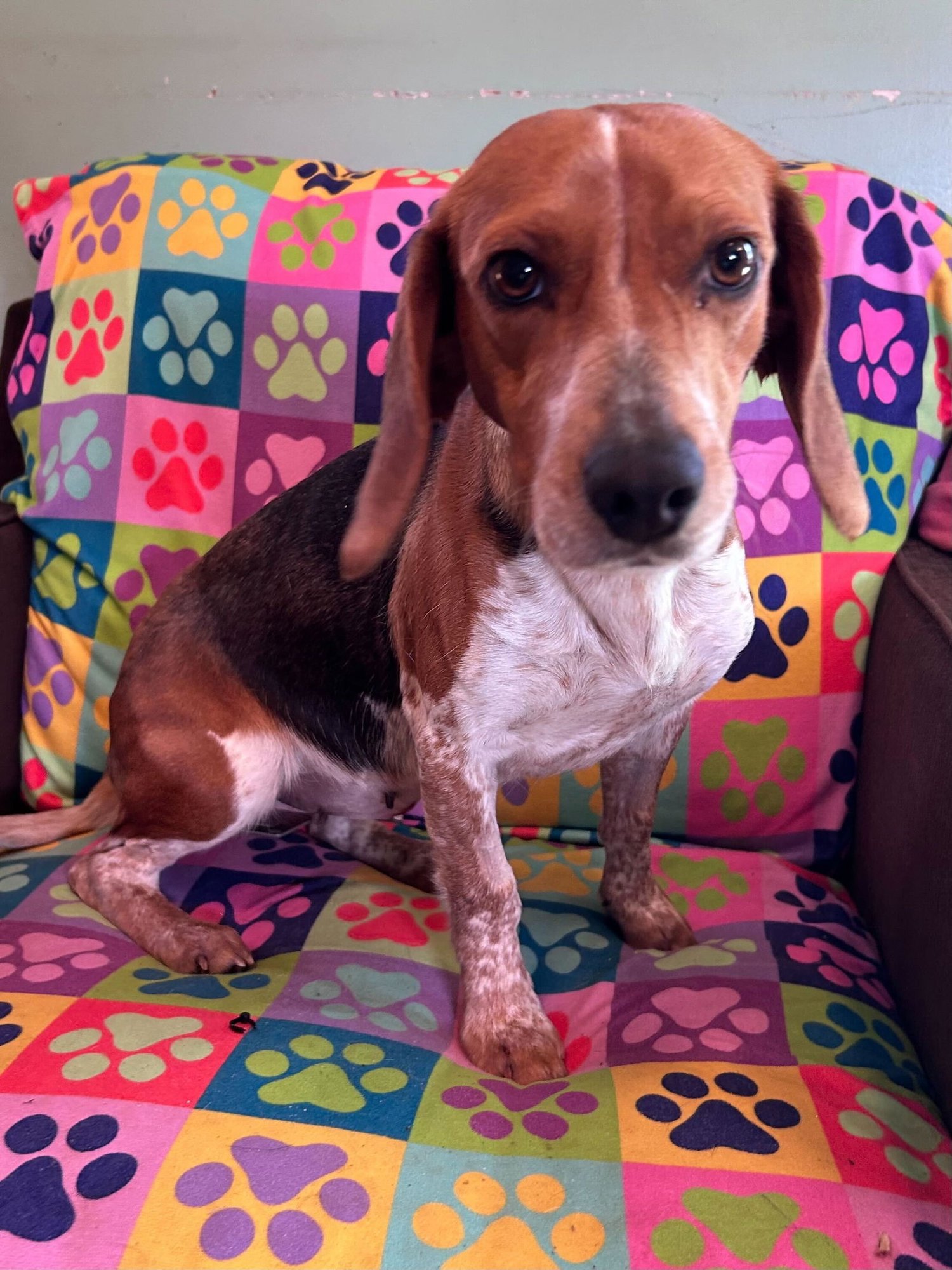 HAYLEY FEB 26 - Beagle available for adoption