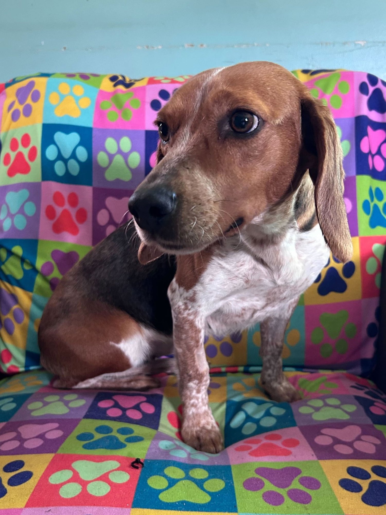 HAYLEY FEB 26 - Beagle available for adoption