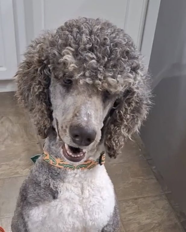 Weston Jan 26 - In Foster In Conway, SC Image