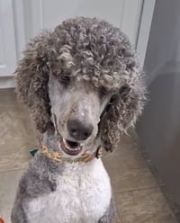 Weston Jan 26 - In Foster In Conway, SC - Photo 1