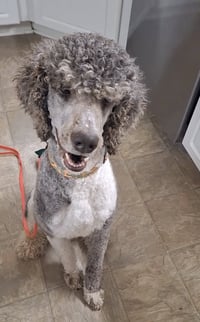 Weston Jan 26 - In Foster In Conway, SC - Photo 2