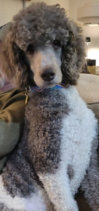 Weston Jan 26 - In Foster In Conway, SC - Photo 3