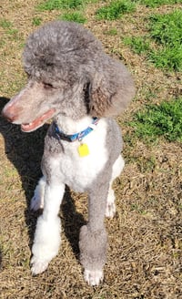 Weston Jan 26 - In Foster In Conway, SC - Photo 4