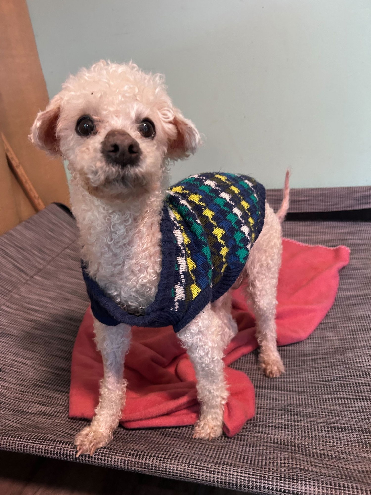 JACY JAN 26 - Poodle (Miniature) available for adoption