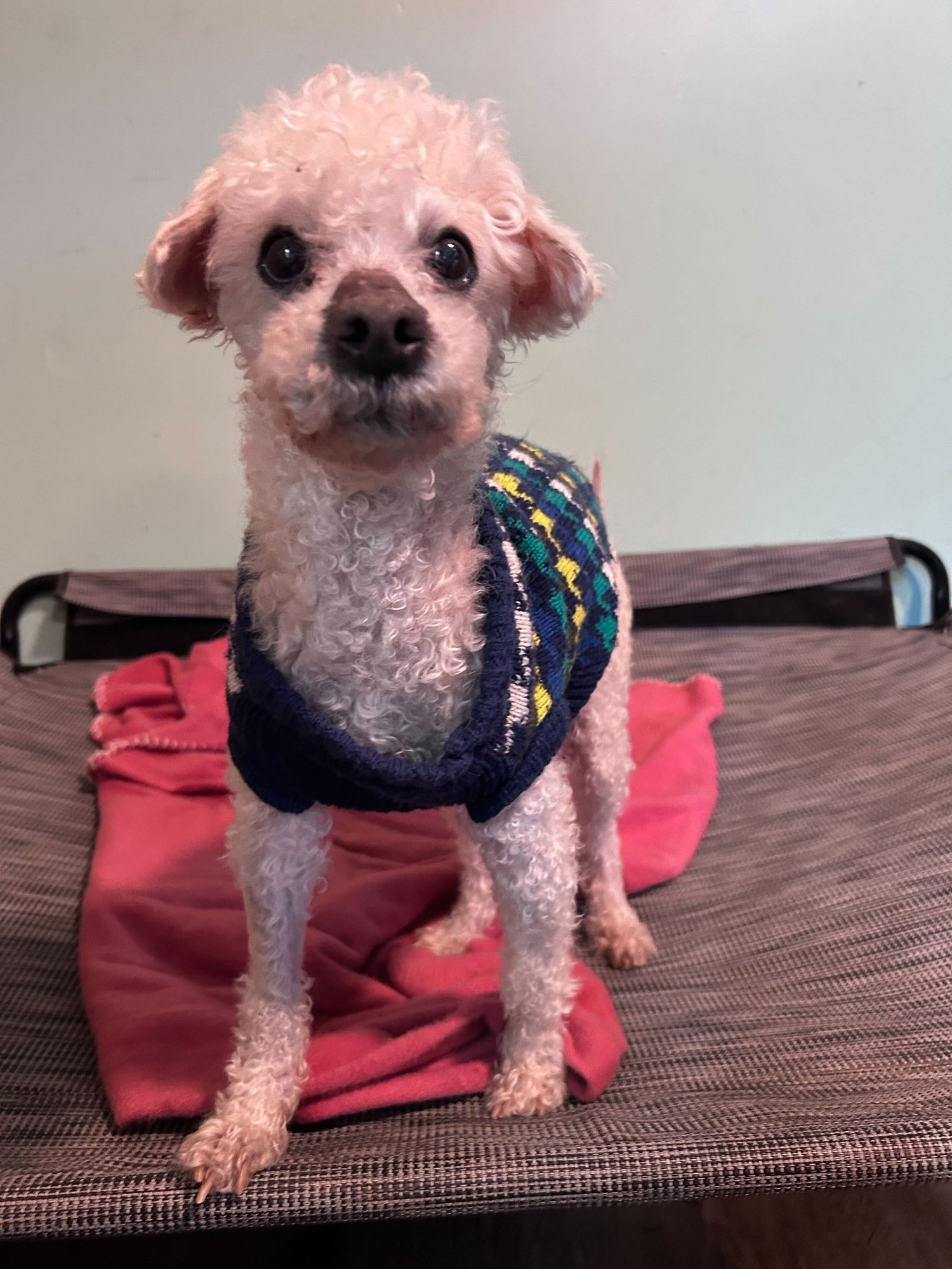 JACY JAN 26 - Poodle (Miniature) available for adoption