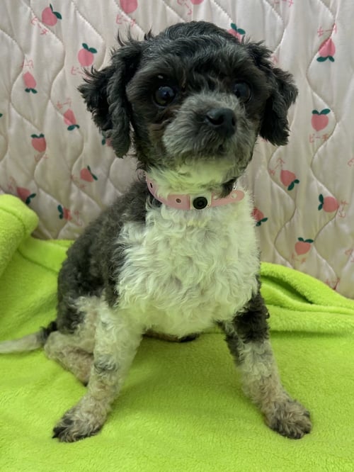 PANDA MAR 26 - Maltese / Poodle (Miniature) available for adoption