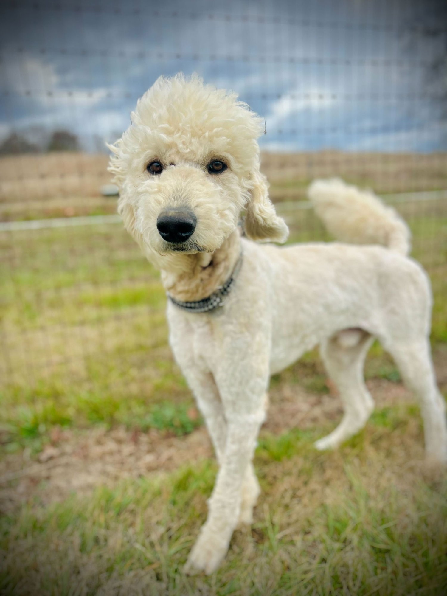 OTIS JAN 26 - Poodle (Standard) / Golden Retriever available for adoption