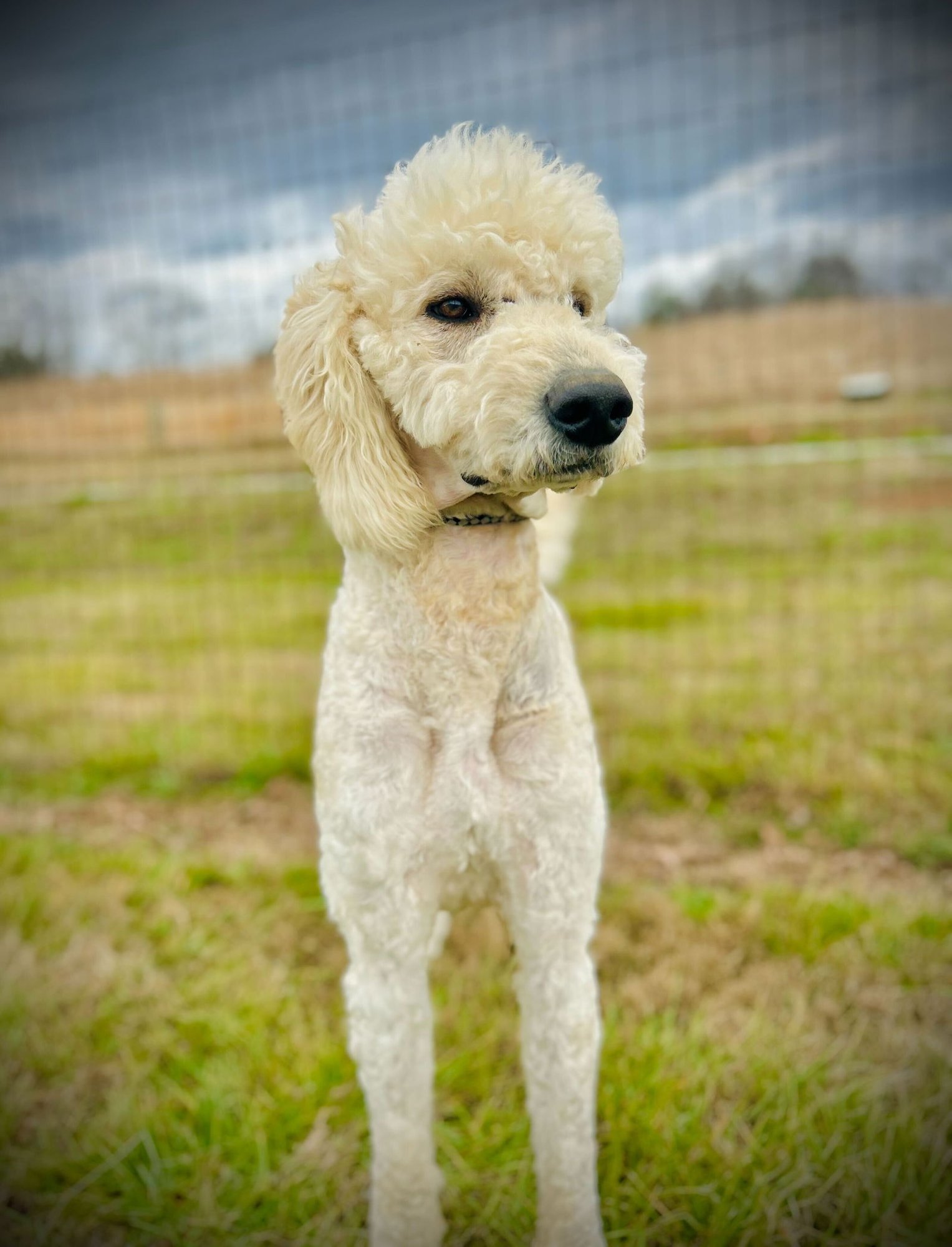 OTIS JAN 26 - Poodle (Standard) / Golden Retriever available for adoption