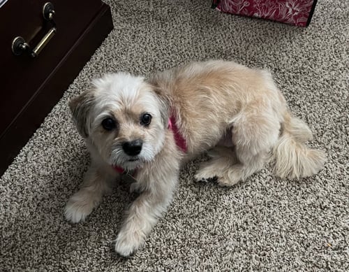 MOLLY MAR 26 - Shih Tzu / Terrier available for adoption