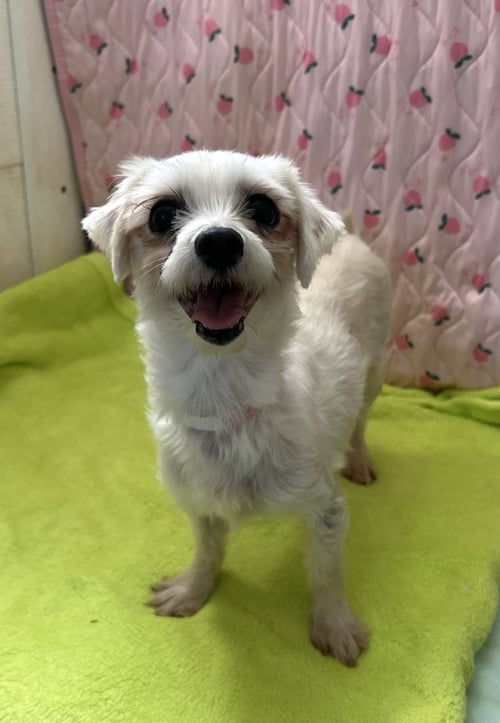 XENA MAR 26 - Maltese / Poodle (Toy) available for adoption