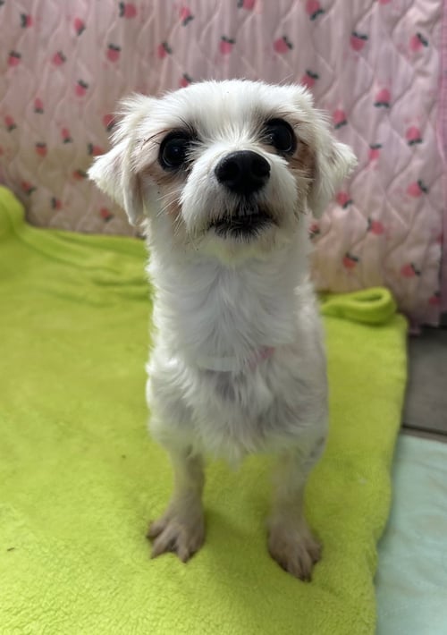XENA MAR 26 - Maltese / Poodle (Toy) available for adoption