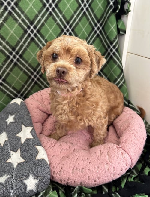FIREFLY MAR 26 - Shih Tzu / Poodle (Miniature) available for adoption