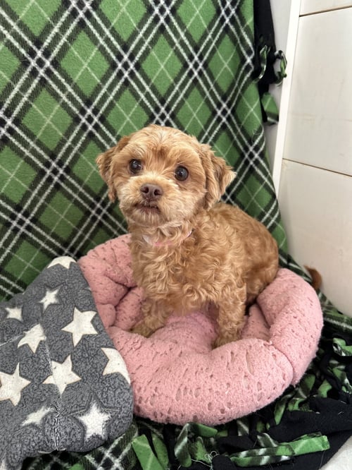 FIREFLY MAR 26 - Shih Tzu / Poodle (Miniature) available for adoption