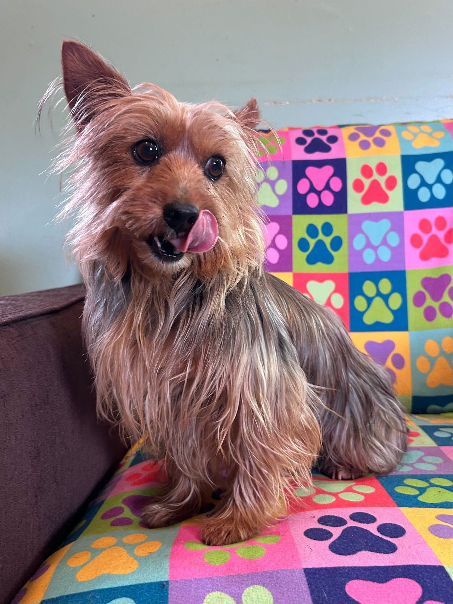 KEYTA OCT 25 - Yorkshire Terrier Yorkie available for adoption