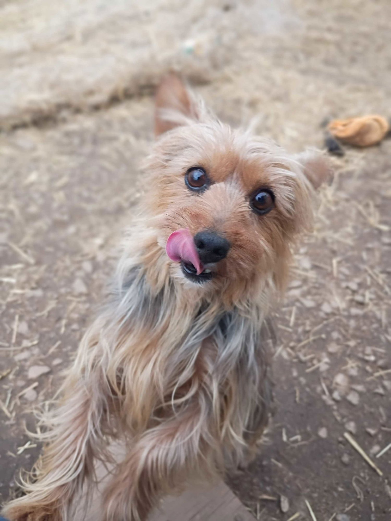 KEYTA OCT 25 - Yorkshire Terrier Yorkie available for adoption