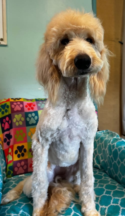 CHLOE FEB 26 - Poodle (Standard) / Golden Retriever available for adoption