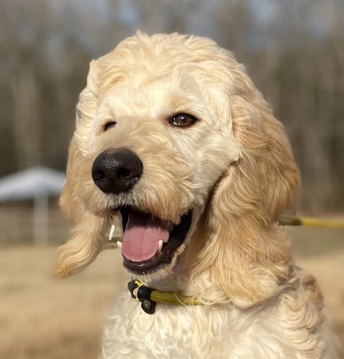 CHLOE FEB 26 - Poodle (Standard) / Golden Retriever available for adoption