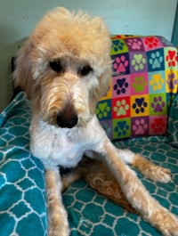 Chloe Feb 26 - Photo 14