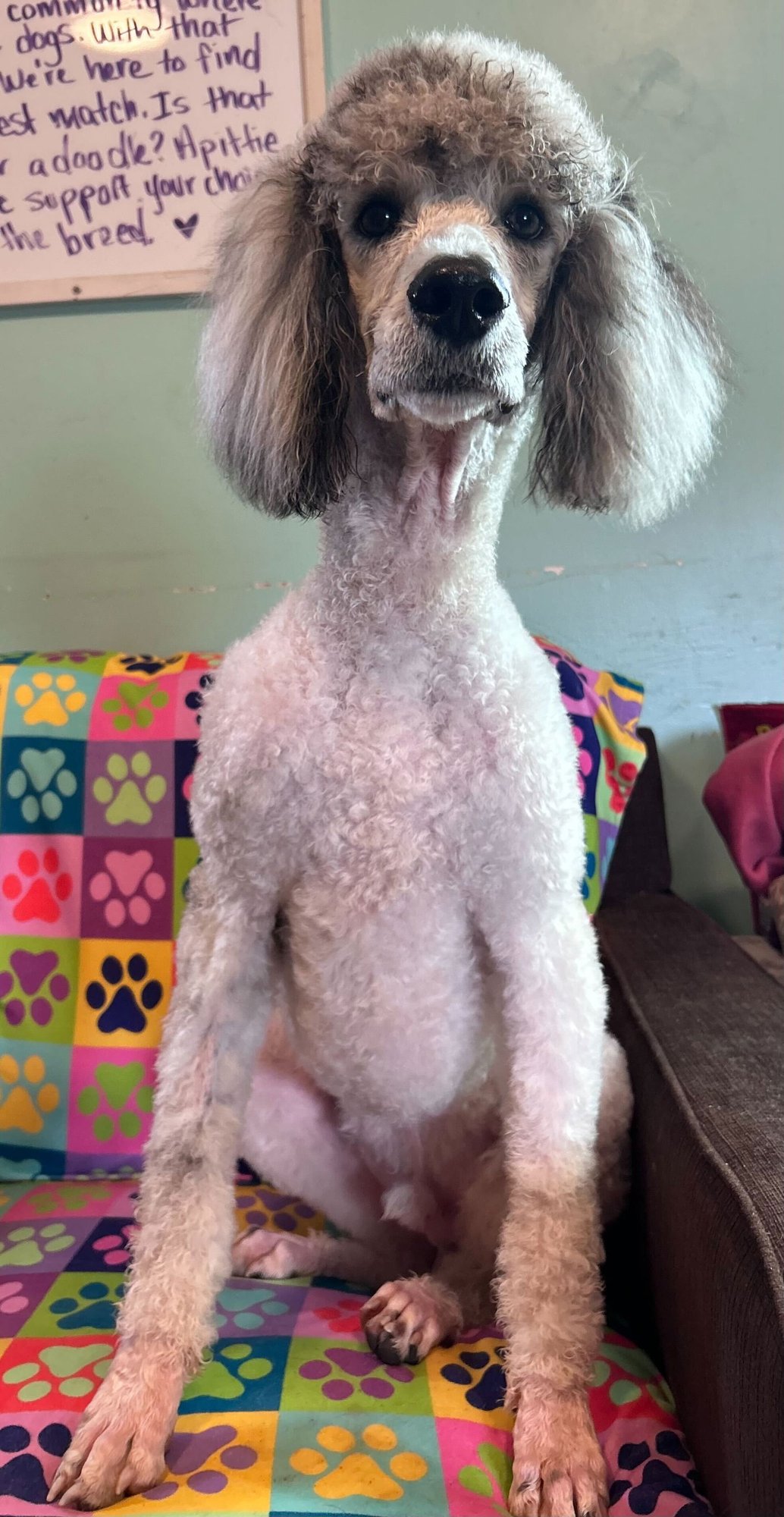 TREVOR FEB 26 - Poodle (Standard) available for adoption