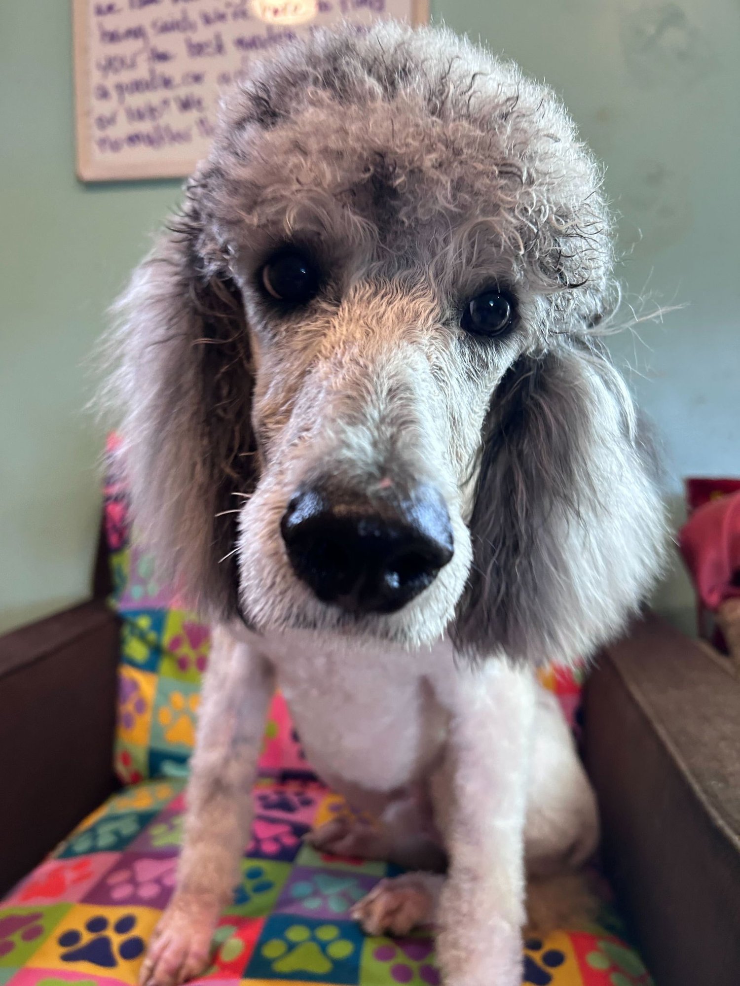 TREVOR FEB 26 - Poodle (Standard) available for adoption