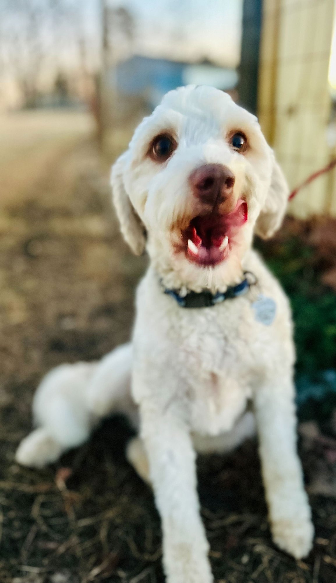DEWEY OCT 25 - Poodle (Miniature) / West Highland White Terrier Westie available for adoption