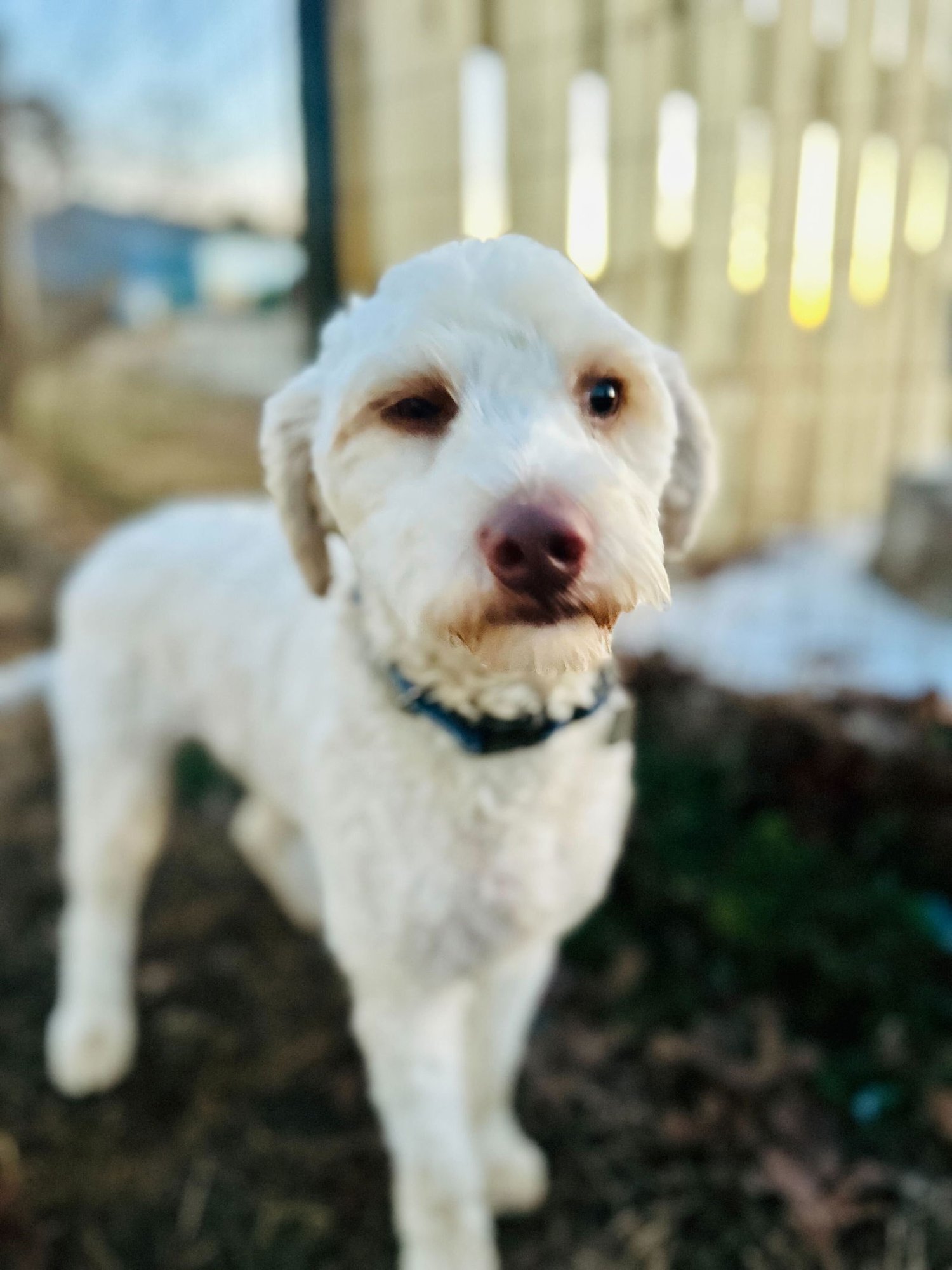 Dewey Oct 25 - Photo 7