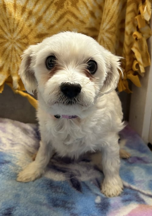 STELLA MAR 26 - Maltese / Poodle (Toy) available for adoption