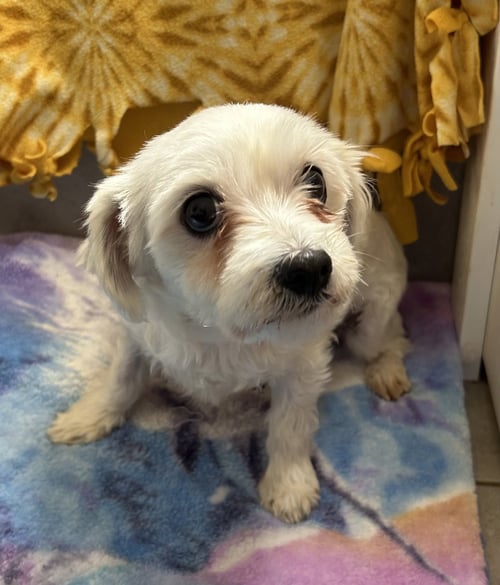 STELLA MAR 26 - Maltese / Poodle (Toy) available for adoption