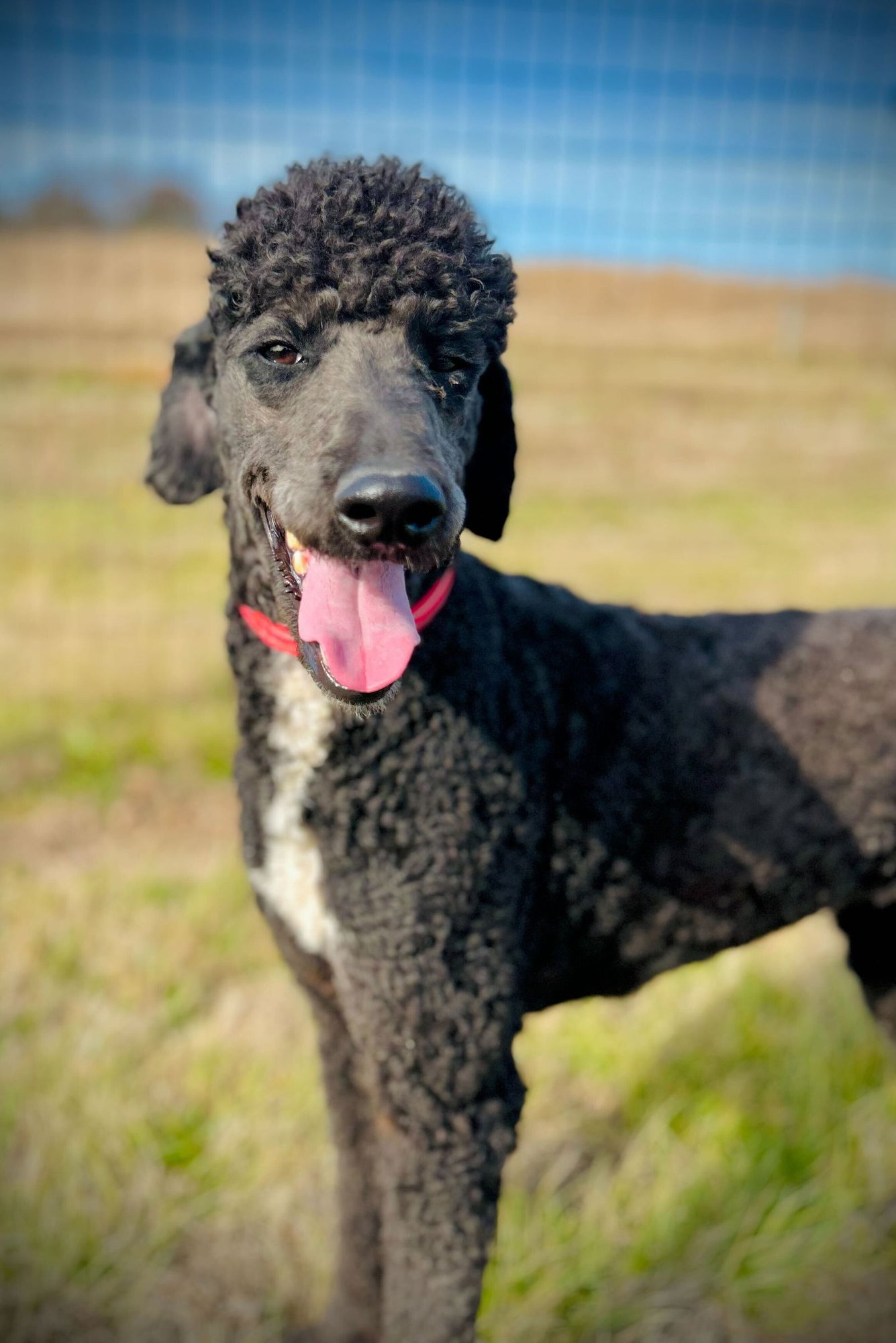 BONNIE MAE DEC 25 - Poodle (Standard) / Labrador Retriever available for adoption