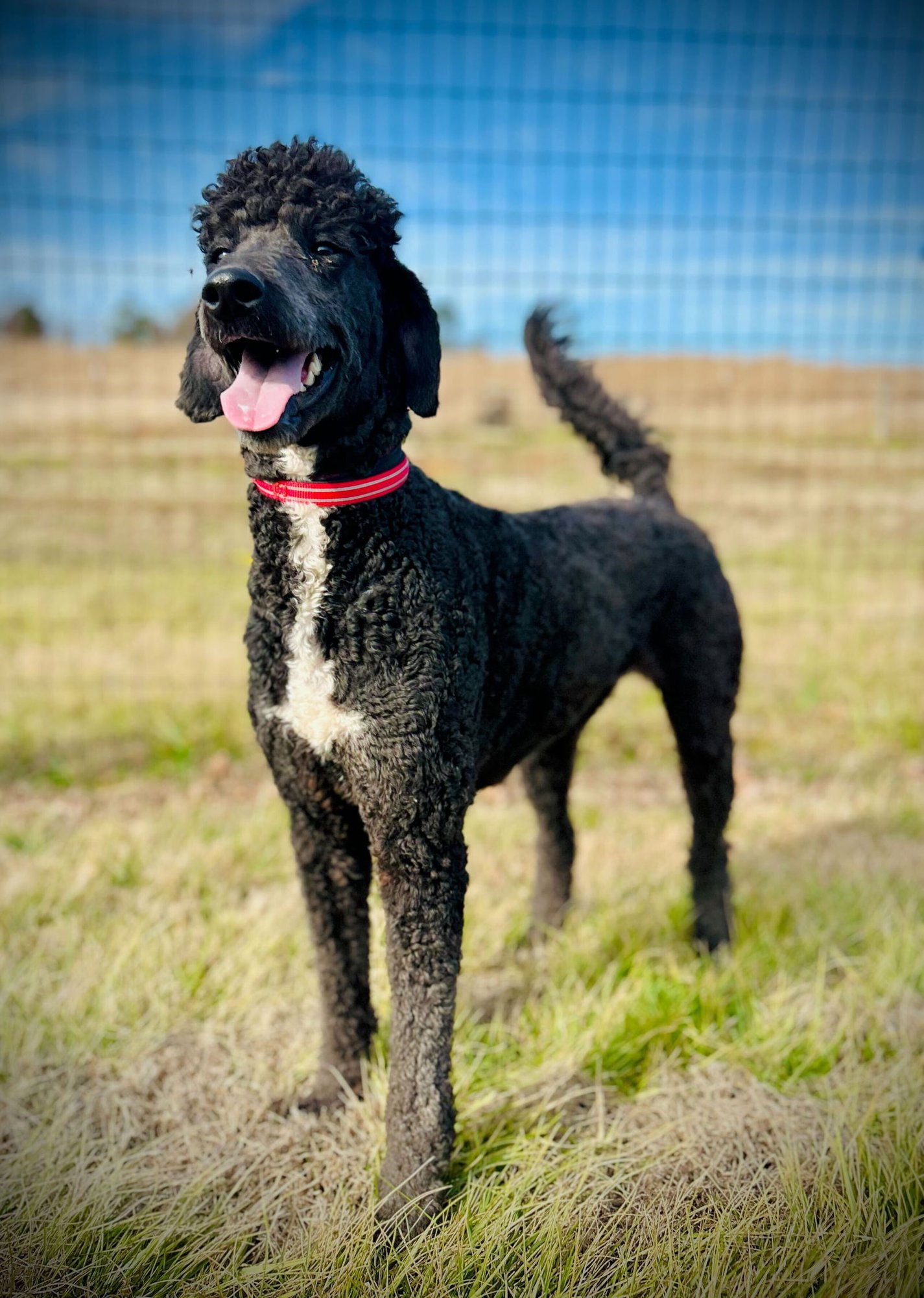 BONNIE MAE DEC 25 - Poodle (Standard) / Labrador Retriever available for adoption