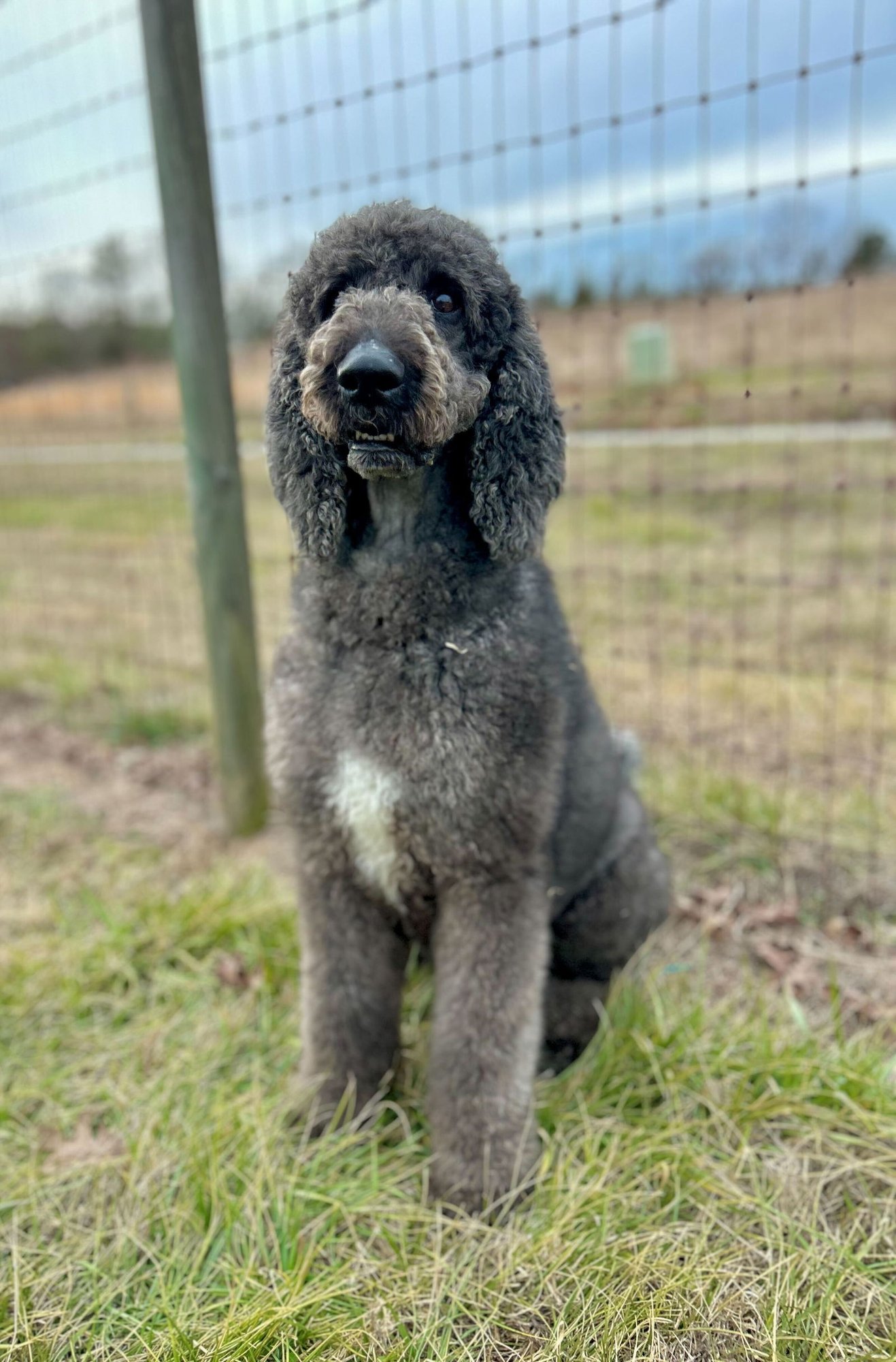 ZIGGY JAN 26 - Poodle (Standard) / Labrador Retriever available for adoption