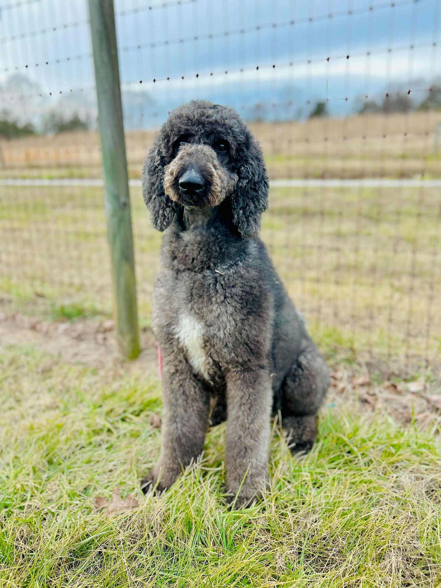 ZIGGY JAN 26 - Poodle (Standard) / Labrador Retriever available for adoption