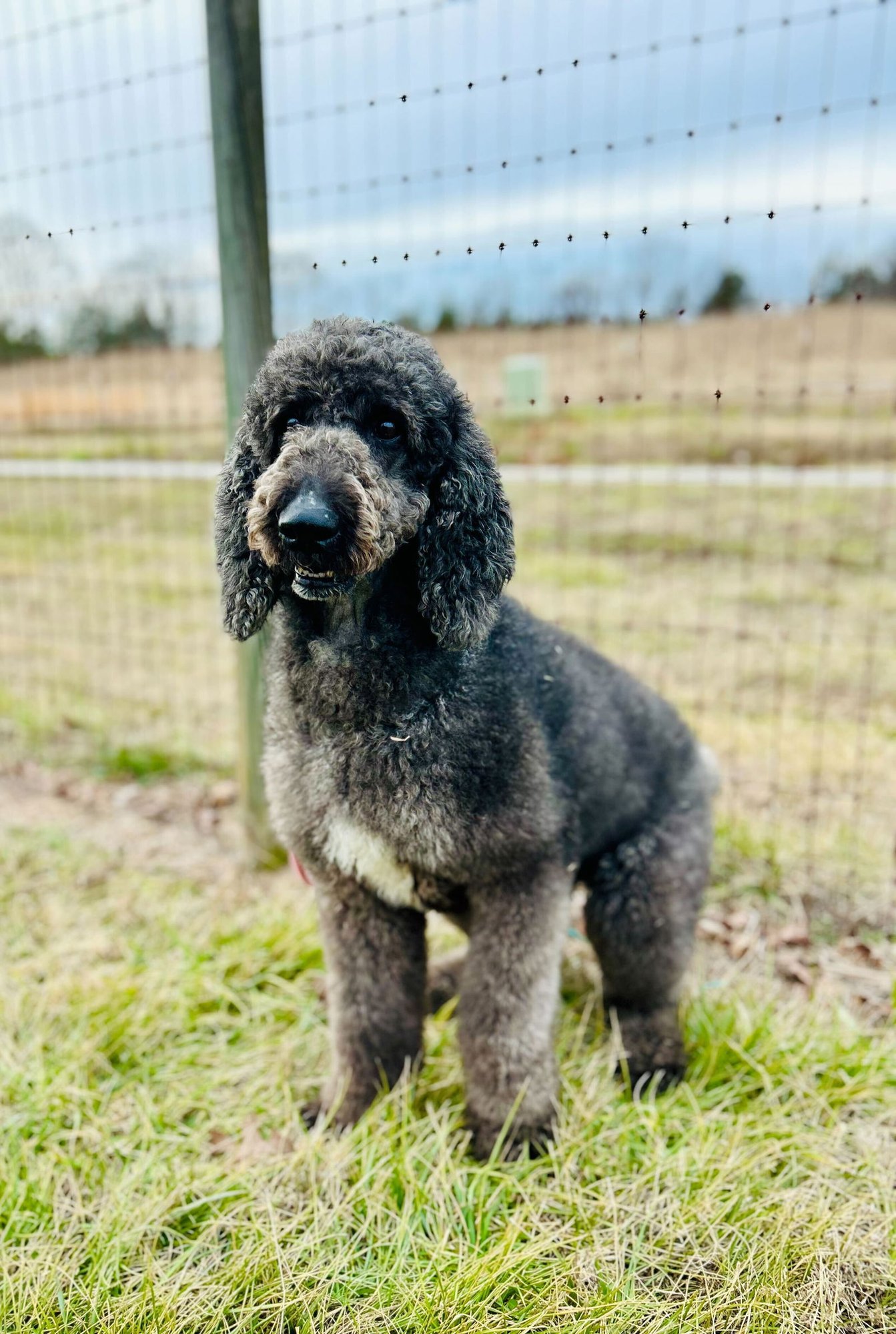 Ziggy Jan 26 - Photo 3