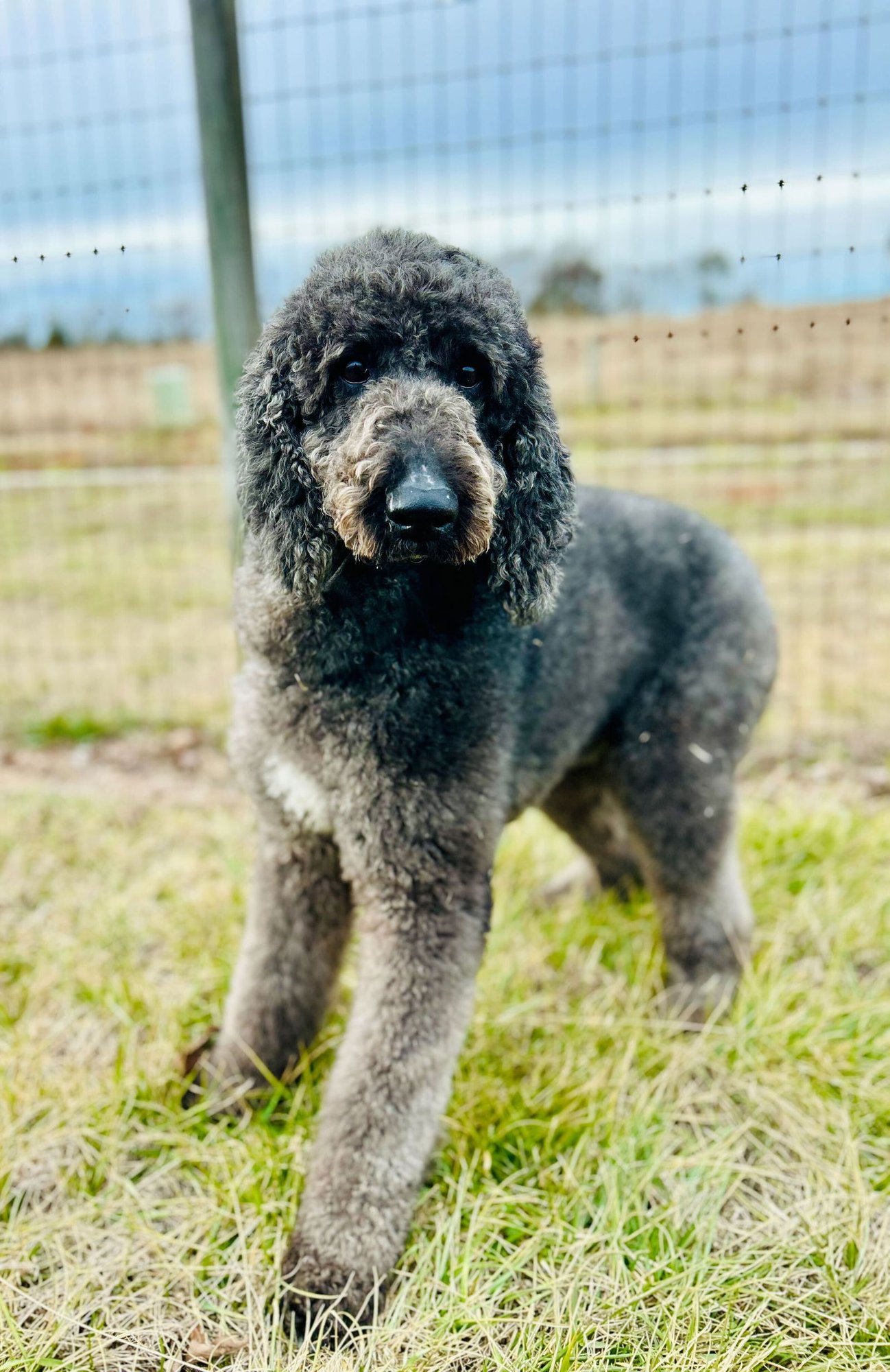 Ziggy Jan 26 - Photo 4