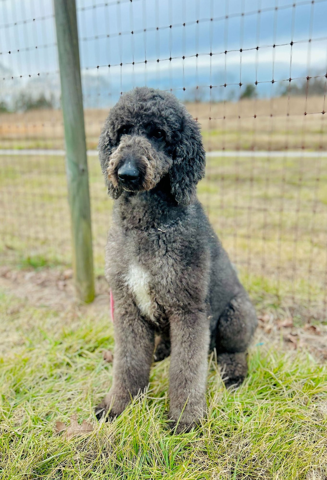 Ziggy Jan 26 - Photo 5