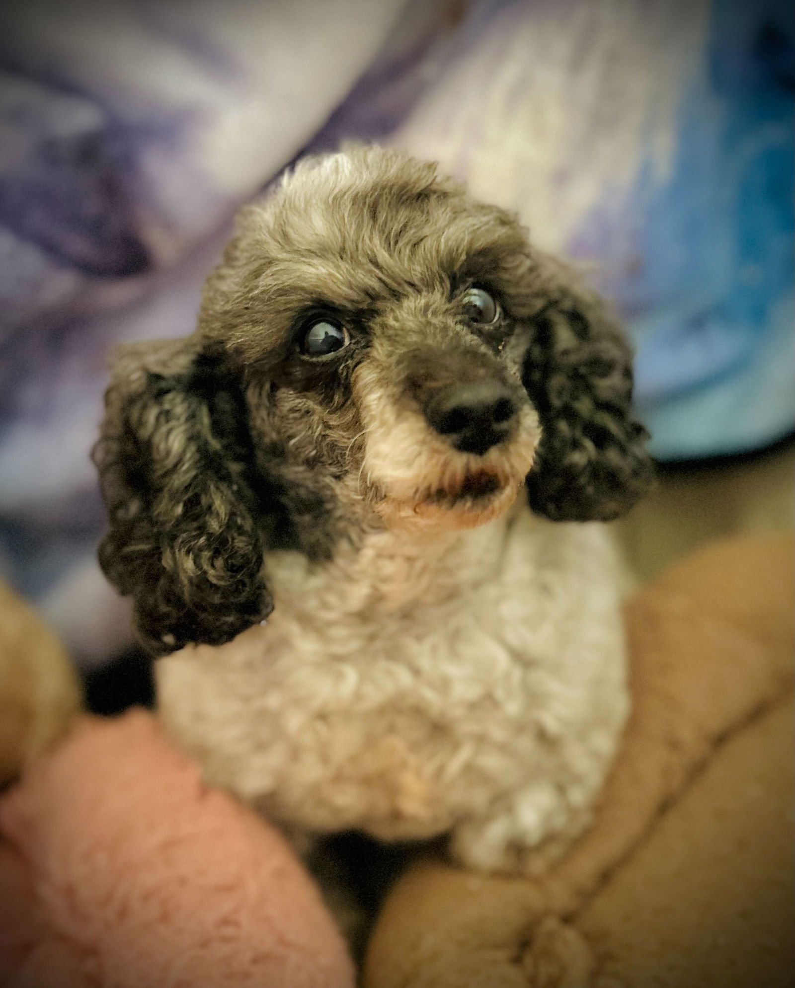 PANDORA DEC 25 - Poodle (Toy) available for adoption