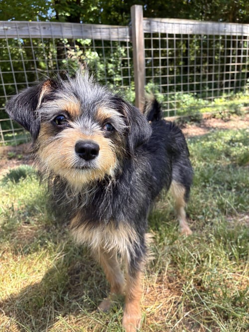 DOLLY MAR 26 - Terrier available for adoption