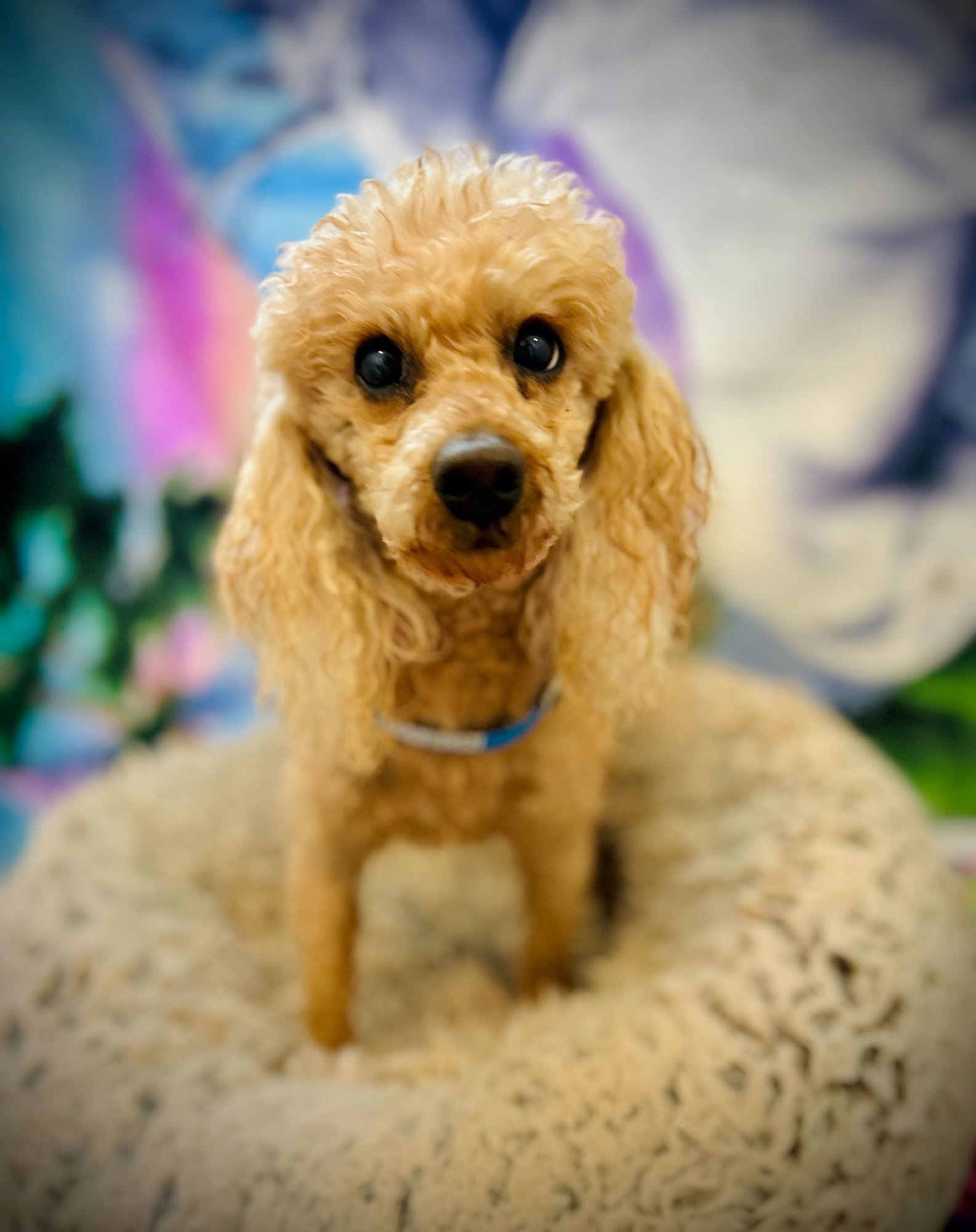 MASON RUSSELL DEC 25 - Poodle (Toy) available for adoption