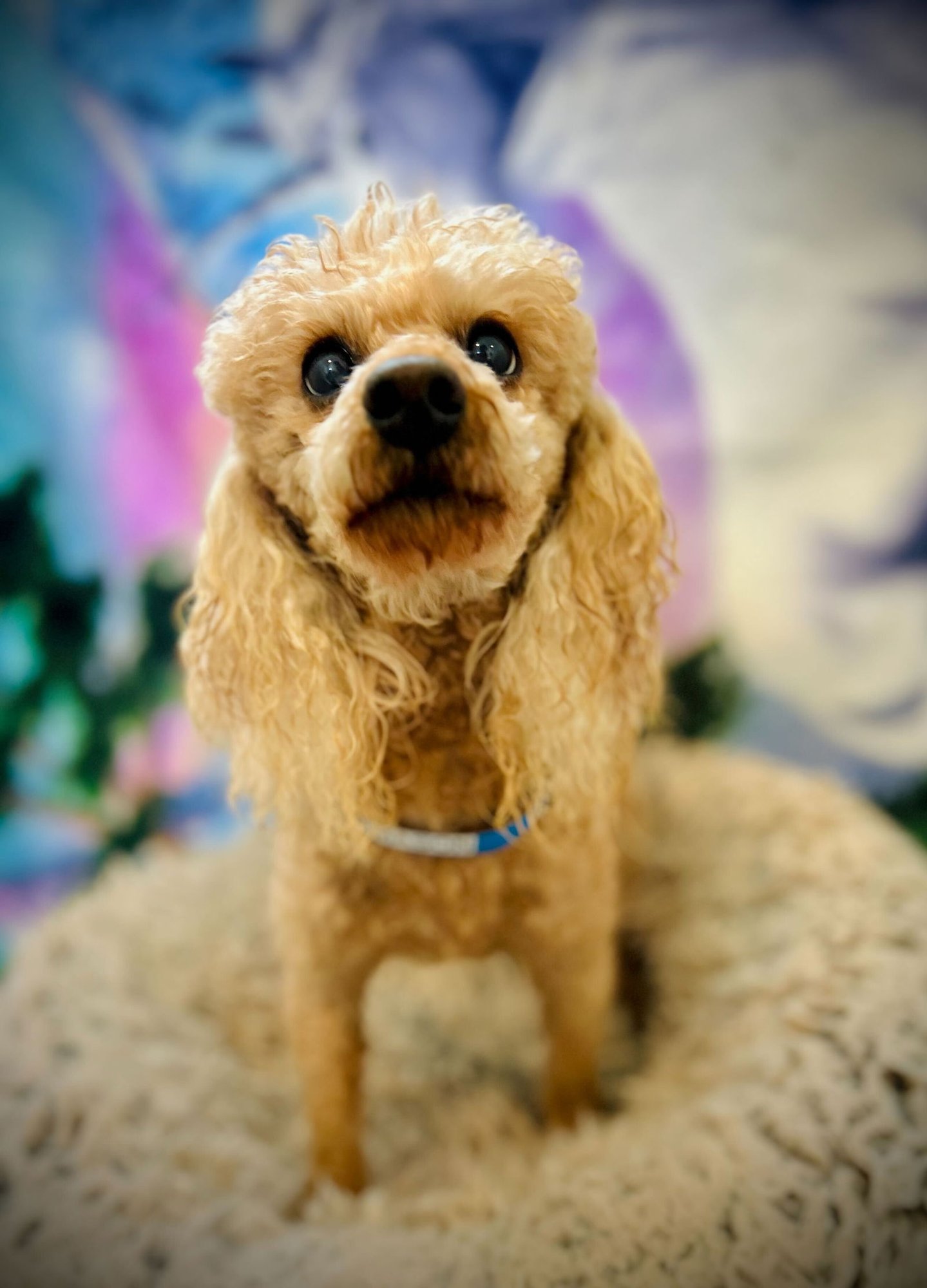 MASON RUSSELL DEC 25 - Poodle (Toy) available for adoption