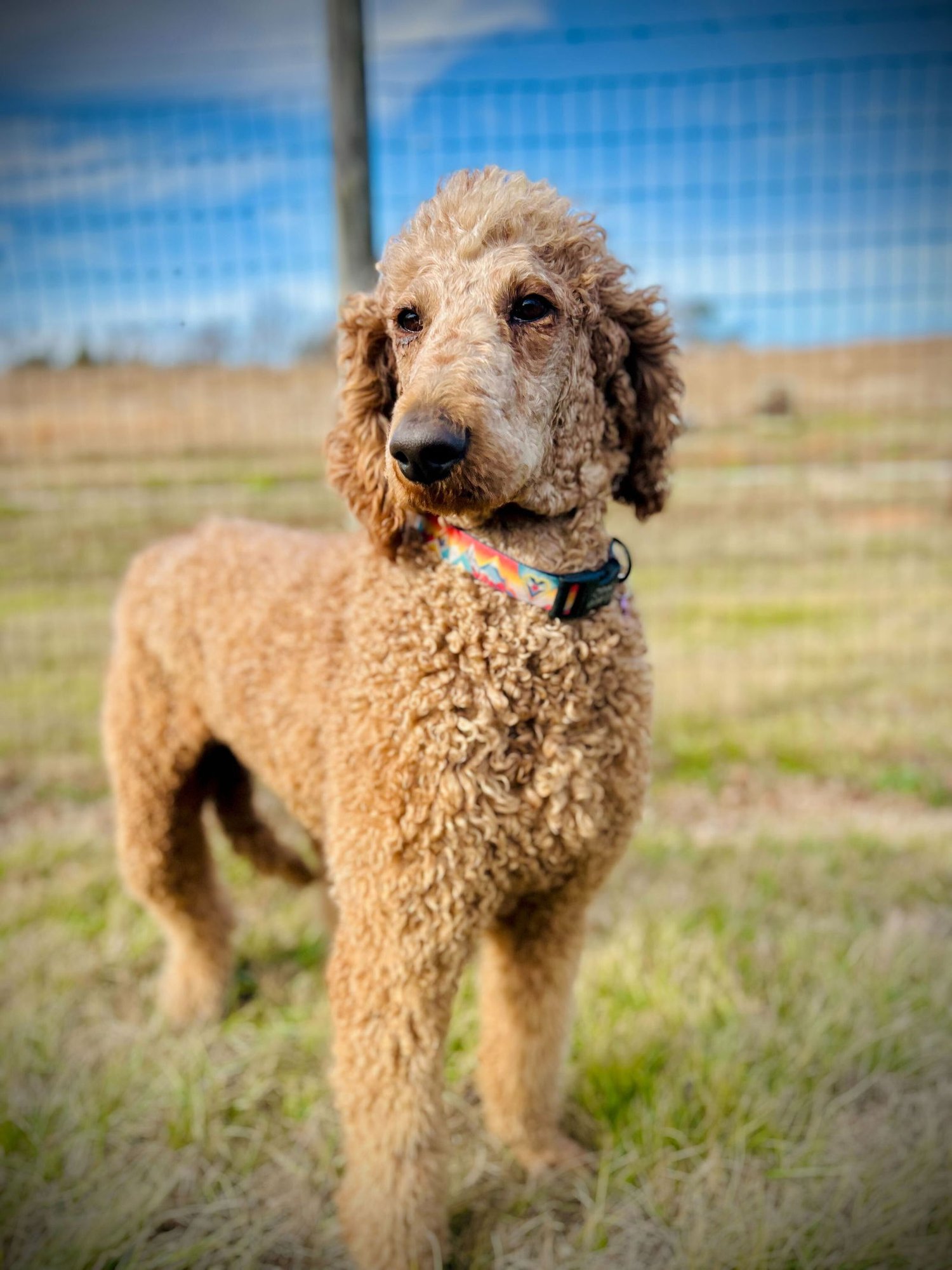 JACKSON DEC 25 - Poodle (Standard) available for adoption