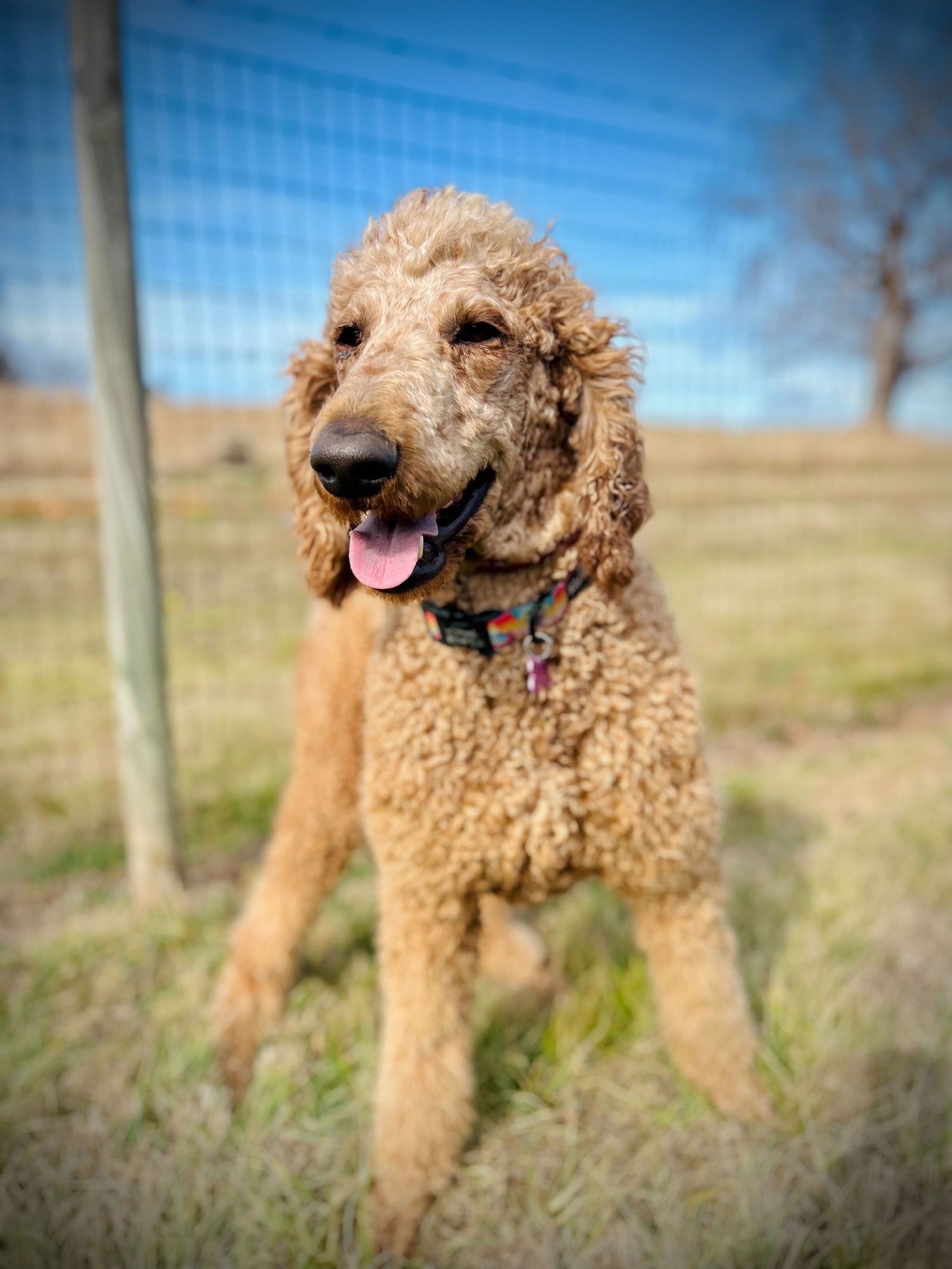 JACKSON DEC 25 - Poodle (Standard) available for adoption