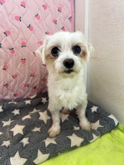 PAULA MAR 26 - Maltese / Poodle (Toy) available for adoption
