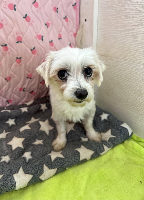 PAULA MAR 26 - Maltese / Poodle (Toy) available for adoption