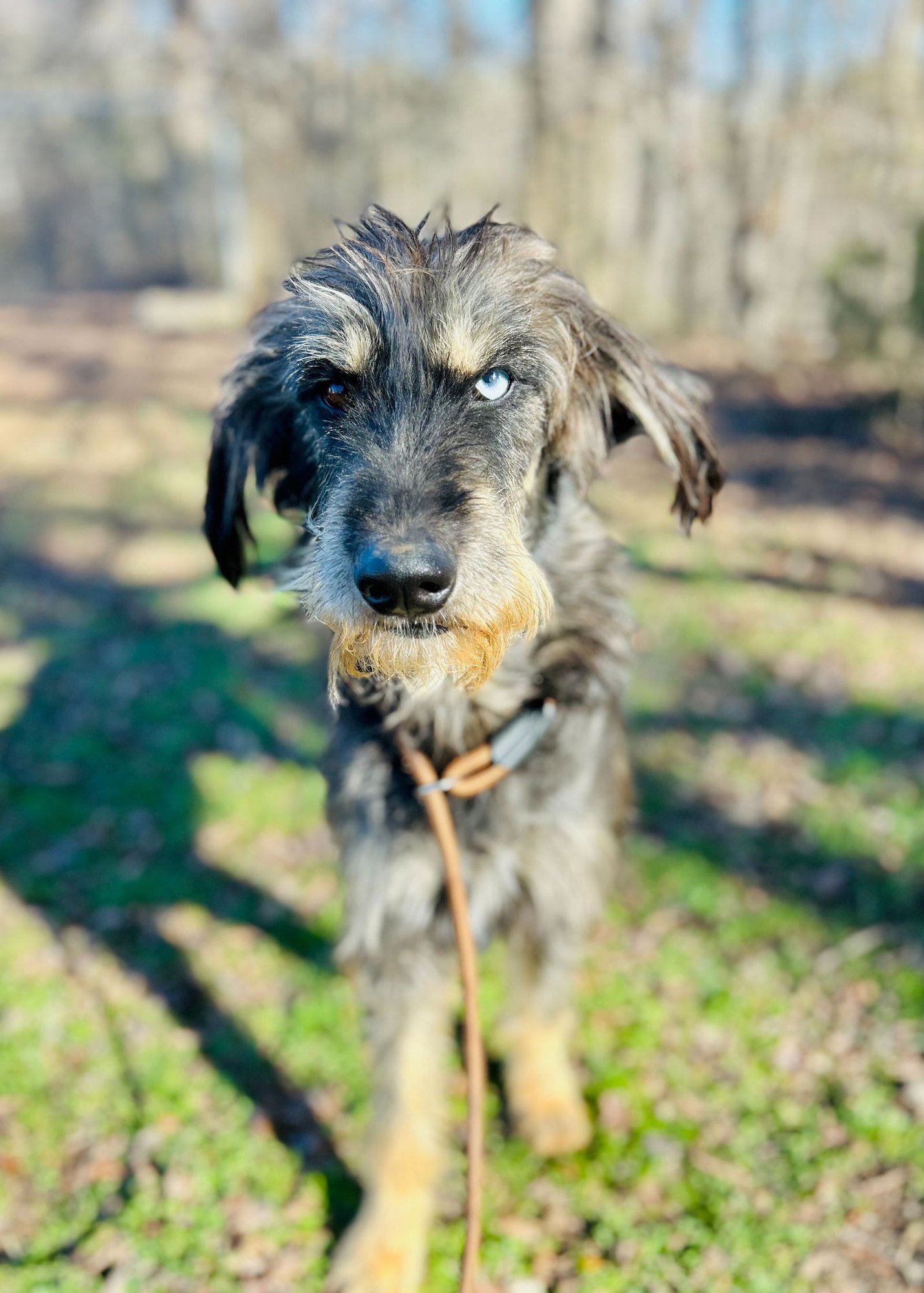 ZAIRE OCT 25 - Poodle (Standard) / Australian Shepherd available for adoption