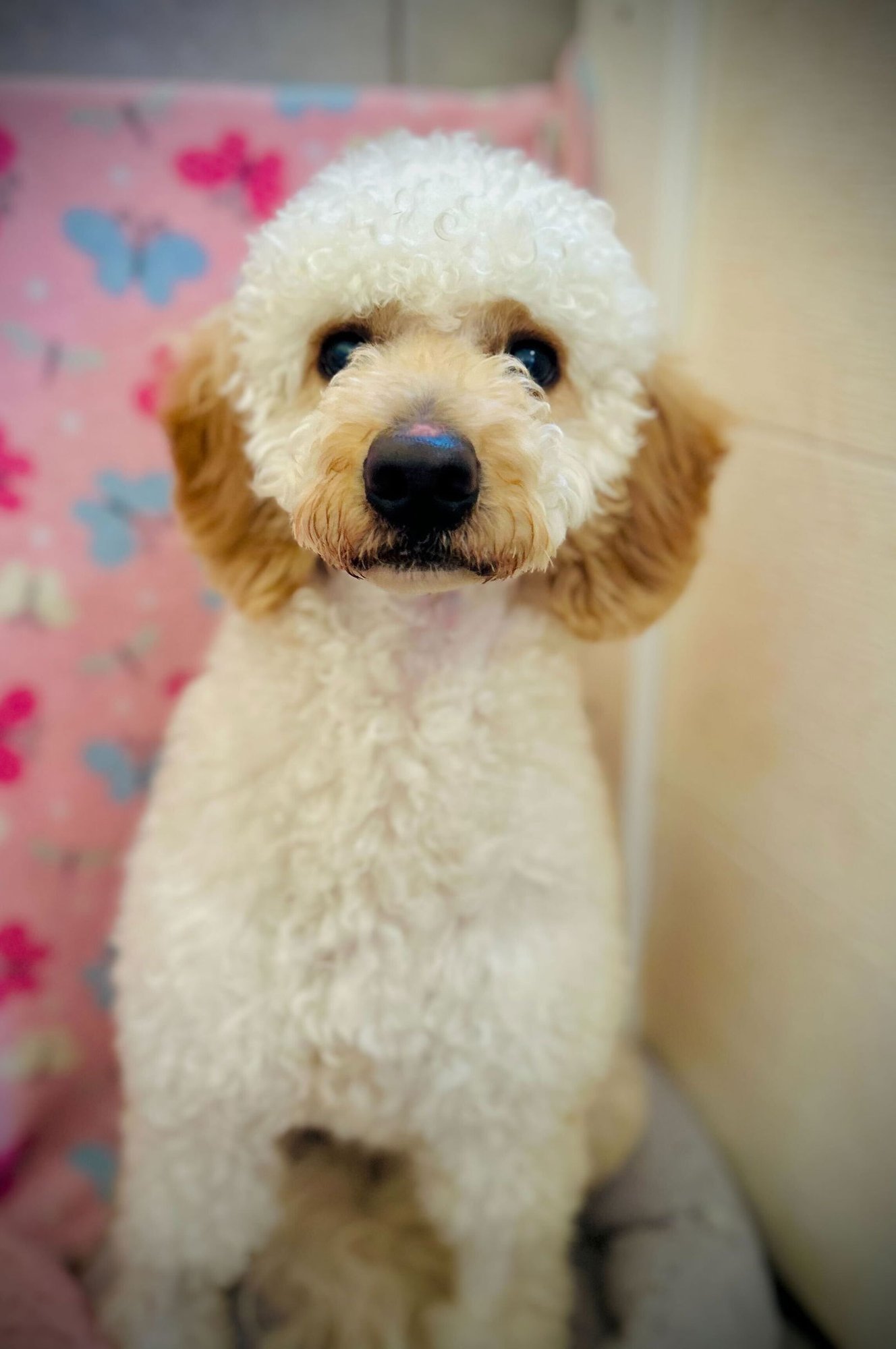 ANDY DEC 25 - Poodle (Miniature) / Golden Retriever available for adoption