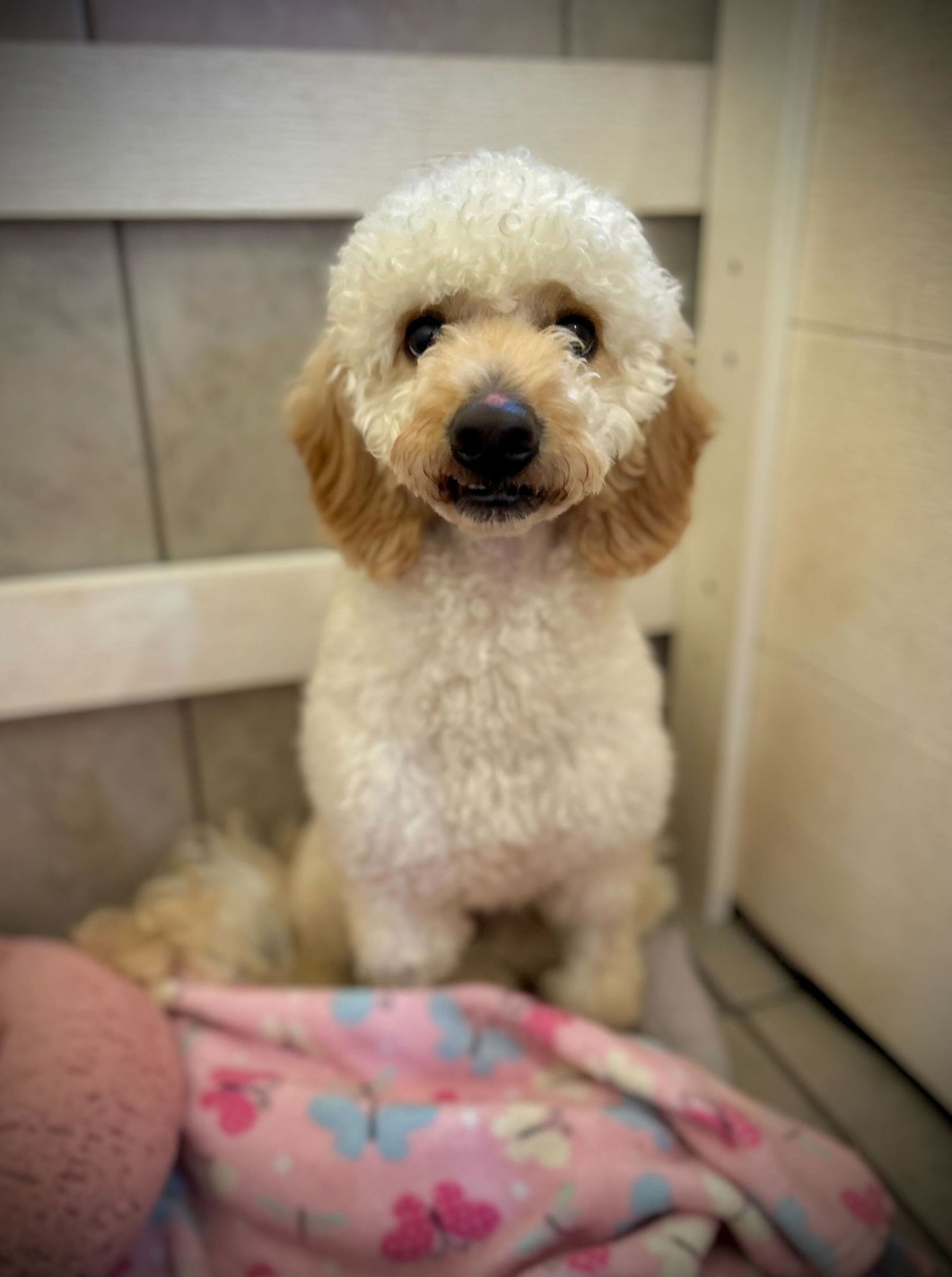 ANDY DEC 25 - Poodle (Miniature) / Golden Retriever available for adoption