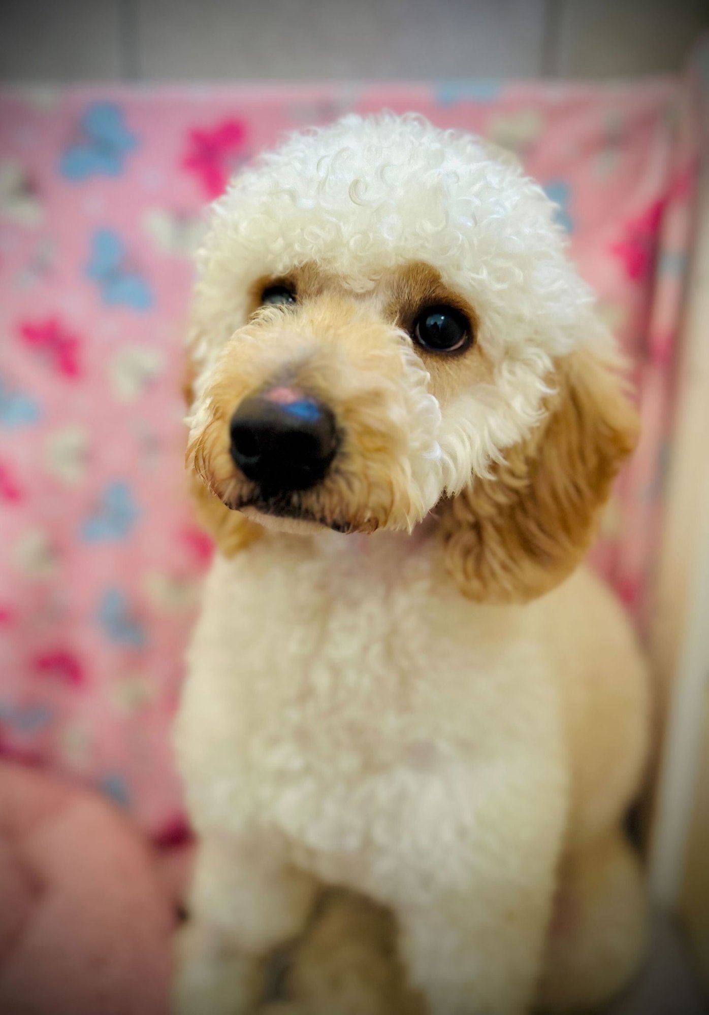 Andy Dec 25 - Photo 3